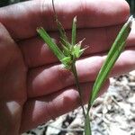 Carex intumescens Fruit