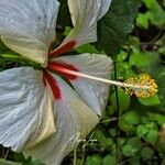 Hibiscus arnottianus Flower