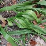 Albuca bracteata Hostoa