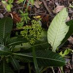 Psychotria grandis Staniste