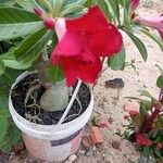 Adenium obesumLehti