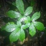 Panax quinquefolius Blad