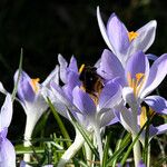 Crocus tommasinianusЦветок