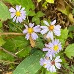 Symphyotrichum laeve Цвят