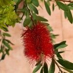 Callistemon coccineusപുഷ്പം