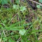 Wahlenbergia hederacea Hábito