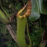 Nepenthes truncata Leaf