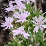 Drypis spinosa Fula