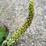Plantago major Цвят