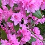 Rhododendron minus Floro