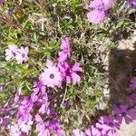 Phlox subulata Квітка