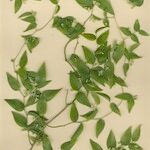 Asparagus asparagoides Sonstige