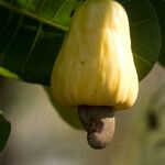 Anacardium occidentale Φρούτο