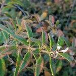 Rubia fruticosa Hoja