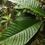 Palicourea guianensis 葉