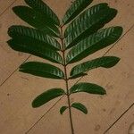 Guarea gomma Leaf