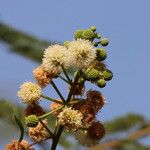 Leucaena leucocephalaЦвят