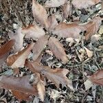 Quercus falcata Habit