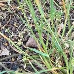 Poa bulbosa Likasa