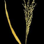 Panicum laetum Blüte