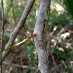 Sideroxylon salicifolium 树皮