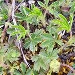 Potentilla verna Blatt