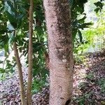 Mammea yunnanensis Bark
