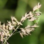 Poa pratensis Bleunienn
