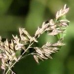 Poa pratensis Flower