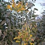 Nicotiana glauca Blodyn