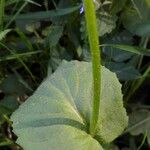 Doronicum pardalianches Levél