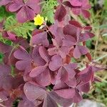 Oxalis spiralis Frunză