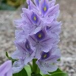 Pontederia crassipes Цвят