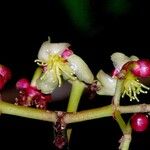 Chrysochlamys silvicola Fruit