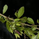 Berberis aristata Habit