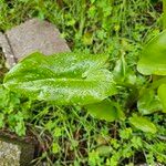 Calla palustris Blad