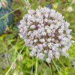 Allium atroviolaceum花