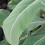 Salvia apiana ᱥᱟᱠᱟᱢ