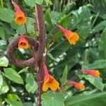 Tropaeolum tuberosum Blomma