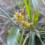 Carex viridula Other