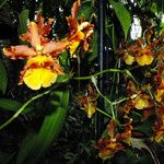 Oncidium crocidipterum Flor