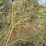 Retama monosperma Bark
