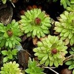 Saxifraga praetermissa Leaf