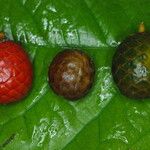 Oncocalamus mannii Fruit