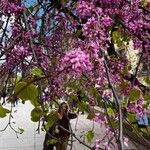 Cercis canadensisFiore