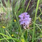 Dactylorhiza maculataFlower