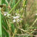 Caropsis verticillatoinundata Habitus