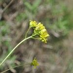 Biscutella intermedia Flor