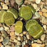 Lithops spp. 整株植物