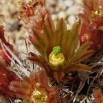 Echinocereus viridiflorus Агульны выгляд